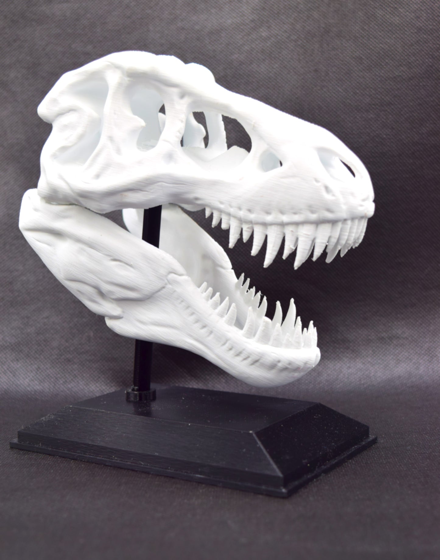 Tyrannosaurus Rex Skull Model – Fun & Educational Dinosaur Decor for Kids